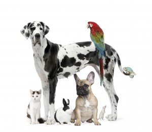 iStock_000008936112Petfood
